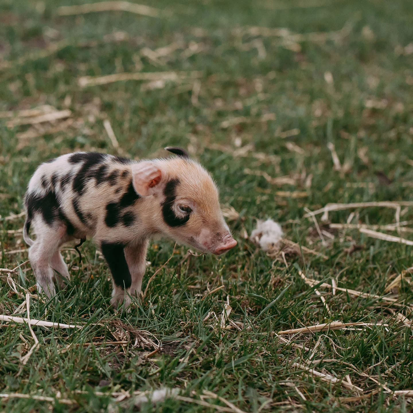 See — Hogs and Horns Homestead