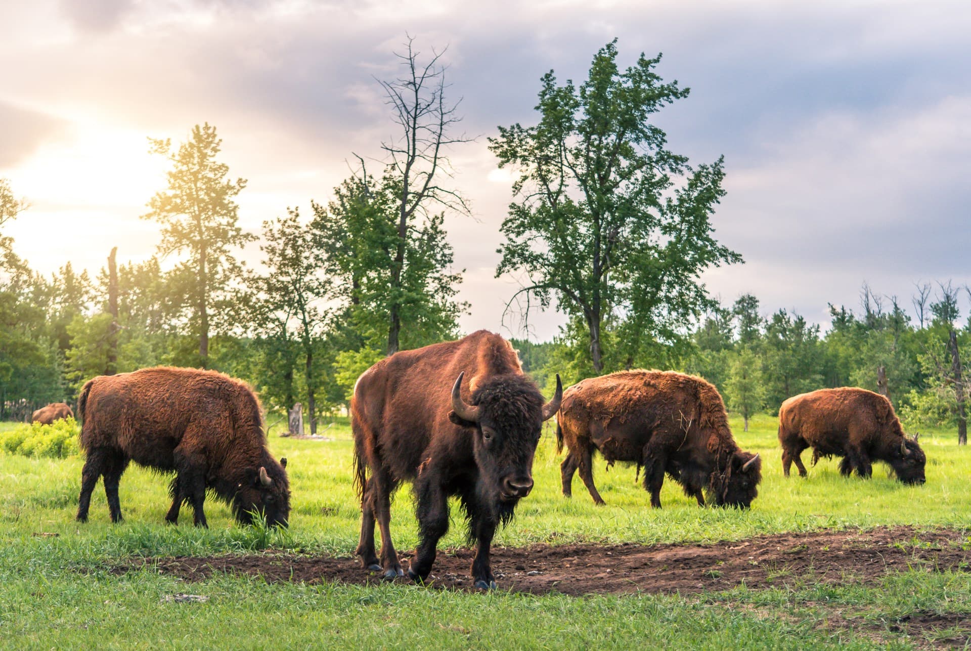 Bisons