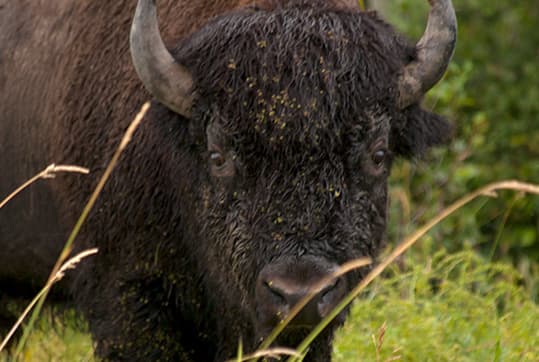 A Century of Bison Preservation